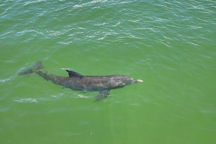 Dolphin and Sightseeing Tiki Cruise