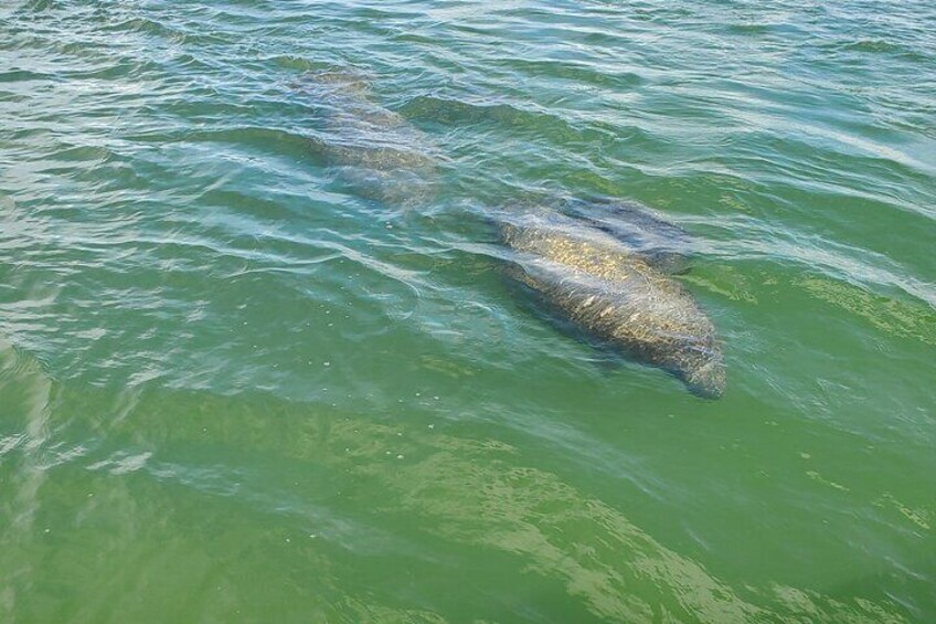 Dolphin and Sightseeing Tiki Cruise