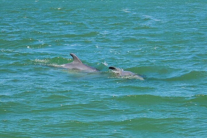 Dolphin and Sightseeing Tiki Cruise