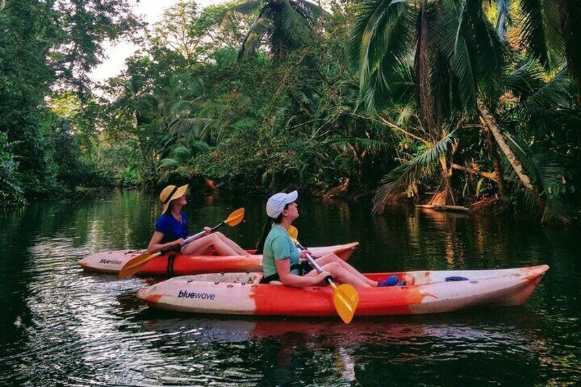 Kayak and Sloth Watching Tour. 