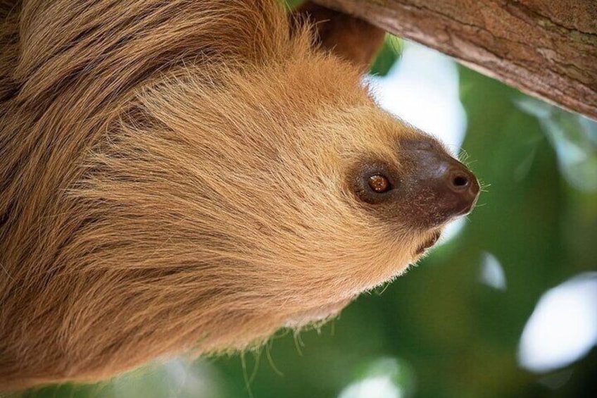 Sloth watching and jungle kayak tour