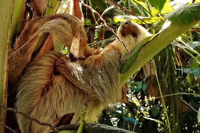 Perfect like hammock nap