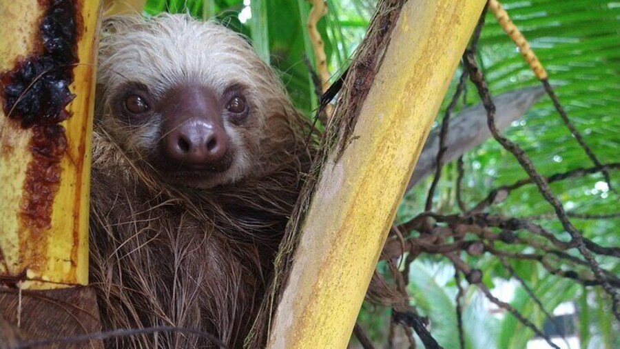 Sloth watching and jungle kayak tour