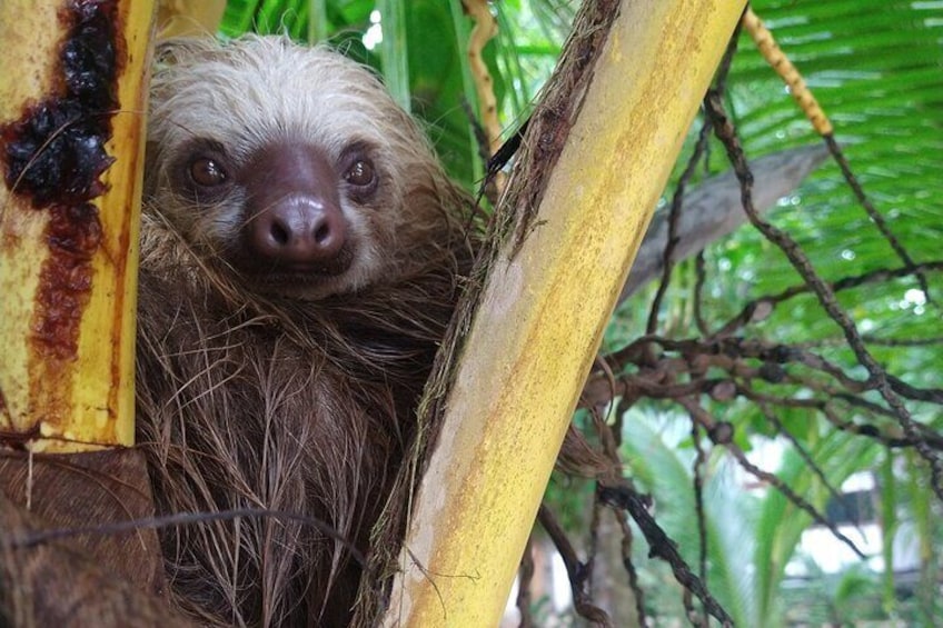 Sloth watching and jungle kayak tour