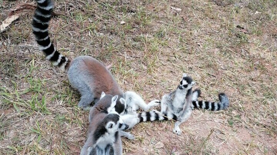 Private Tour Through the Wildlife of Madagascar and the Kingdom of Rova
