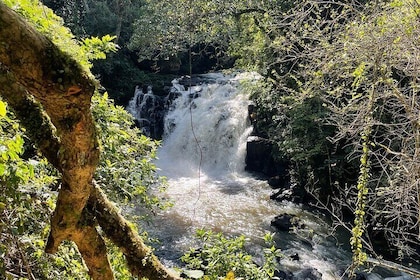 Pedal to waterfall in the backyard