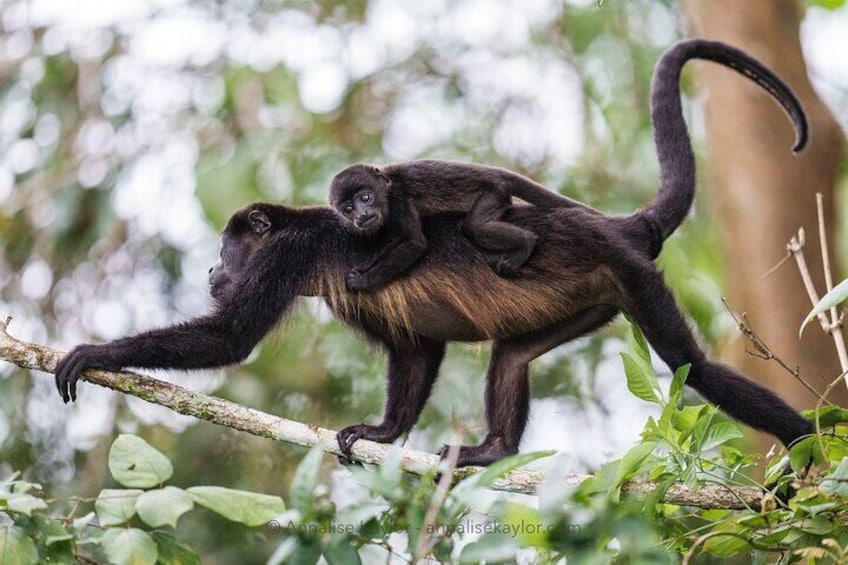 Howler monkey pic with The Real Panama Tours