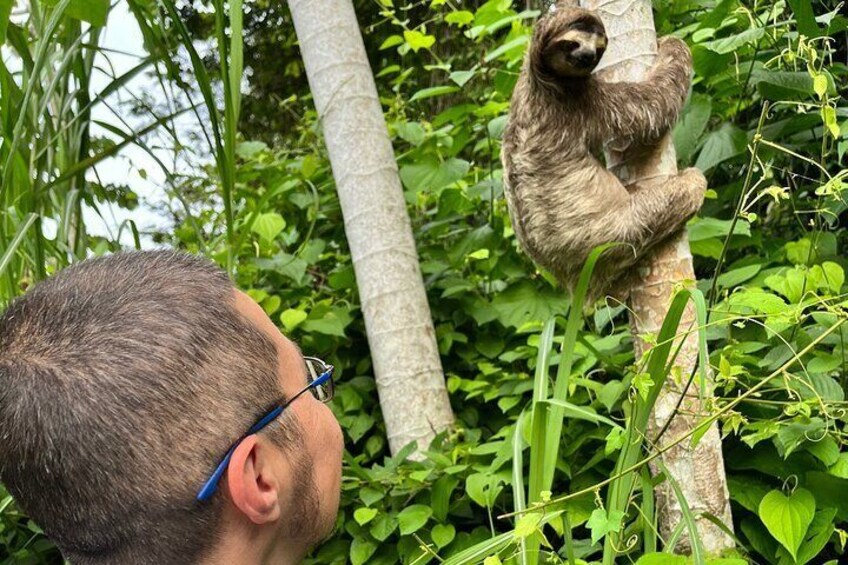 Sloth with The Real Panama Tours