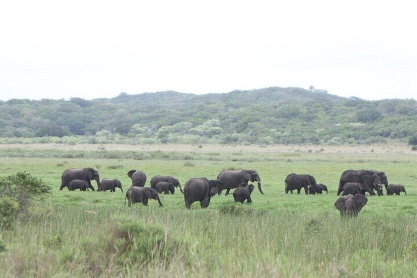 Elephants | Maputo National Park