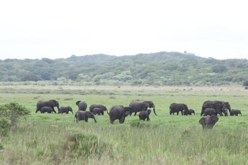 Elephants | Maputo National Park
