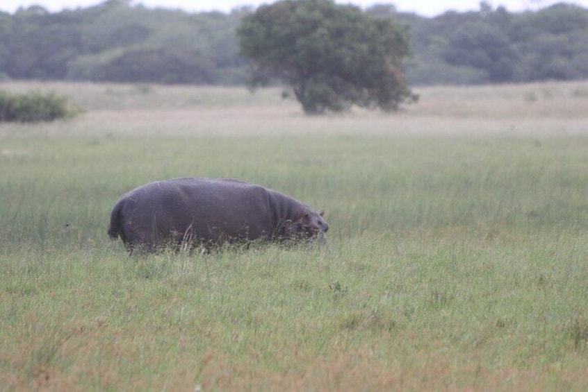 Hippo | Maputo National Park