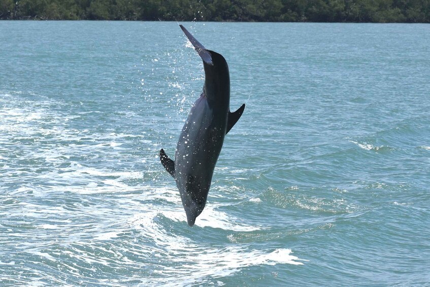 Picture 3 for Activity Naples, FL: Manatee, Dolphin, 10,000 Islands Sunset Cruise