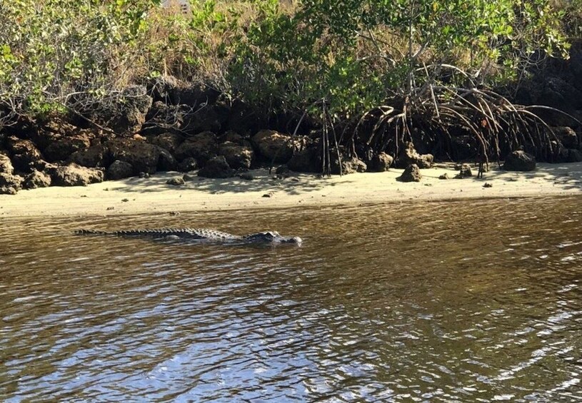 Picture 4 for Activity Naples, FL: Manatee, Dolphin, 10,000 Islands Sunset Cruise