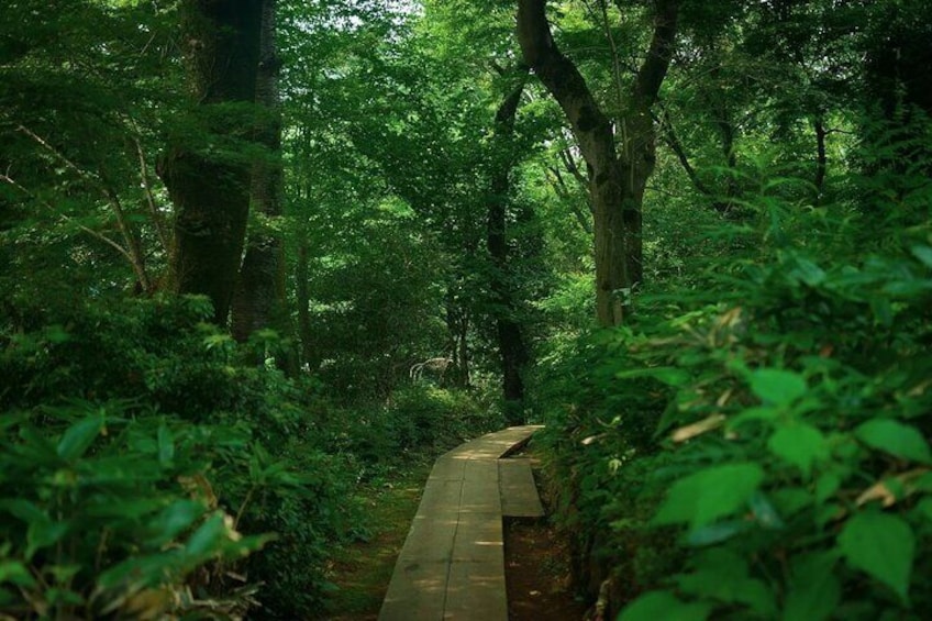 Full Day Private Hiking Tour in Mt. Takao 