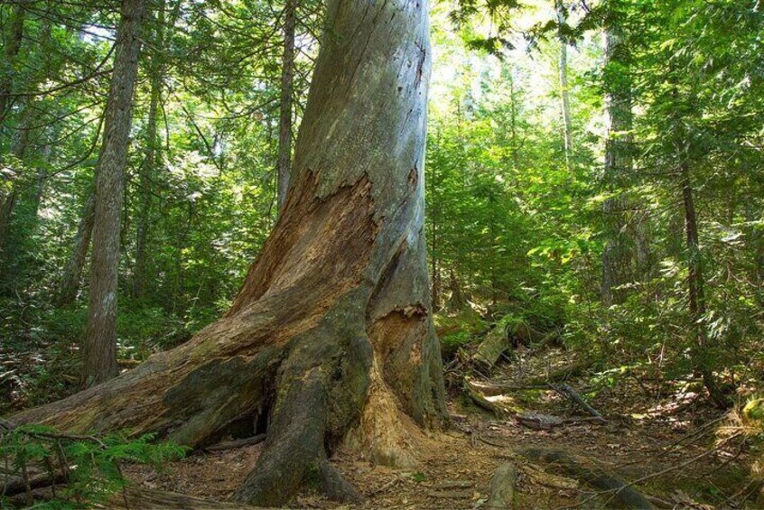 Keweenaw Copper Country Trail: Audio Driving Tour