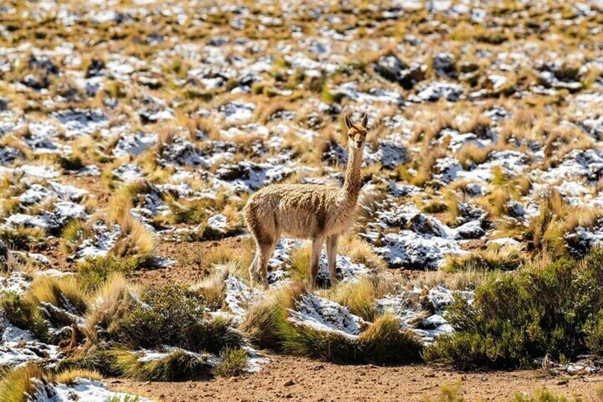 Guided Visit to Tatio Geyser with Geyser Blanco Hot Springs