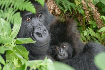 1 Day Rwanda Gorilla Trekking & culture Tour