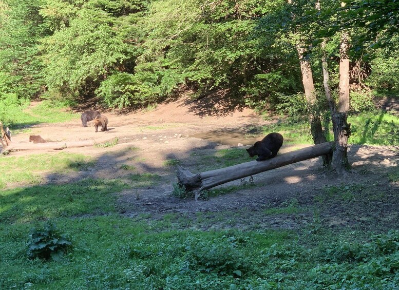 Picture 4 for Activity From Brasov: Bear Watching in the Wild