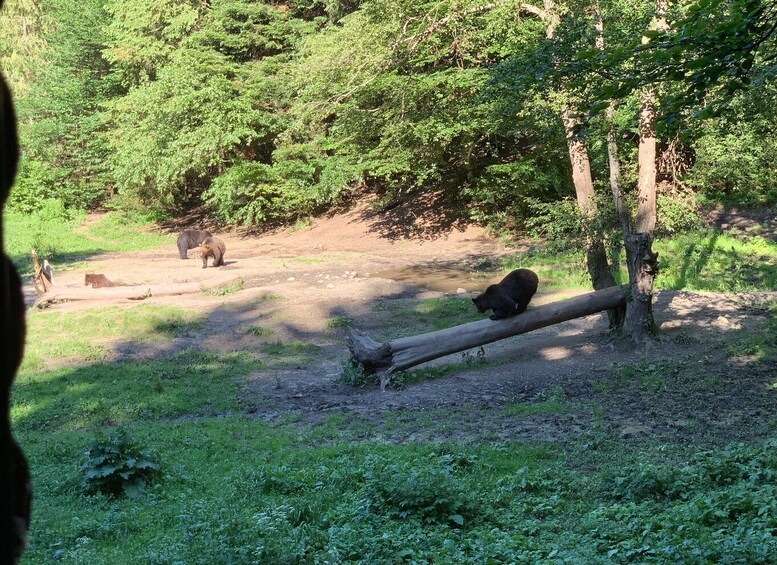 Picture 4 for Activity From Brasov: Bear Watching in the Wild