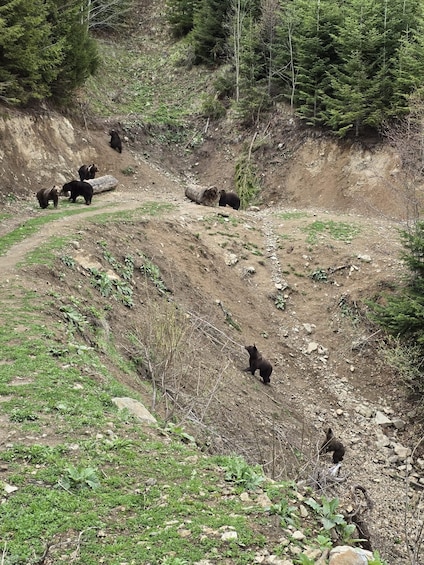 Picture 10 for Activity From Brasov: Bear Watching in the Wild