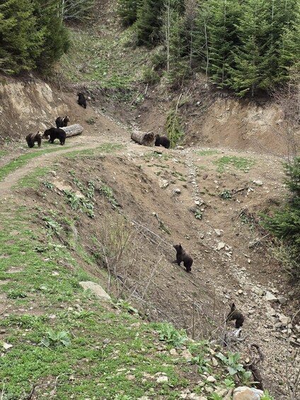 Picture 10 for Activity From Brasov: Bear Watching in the Wild