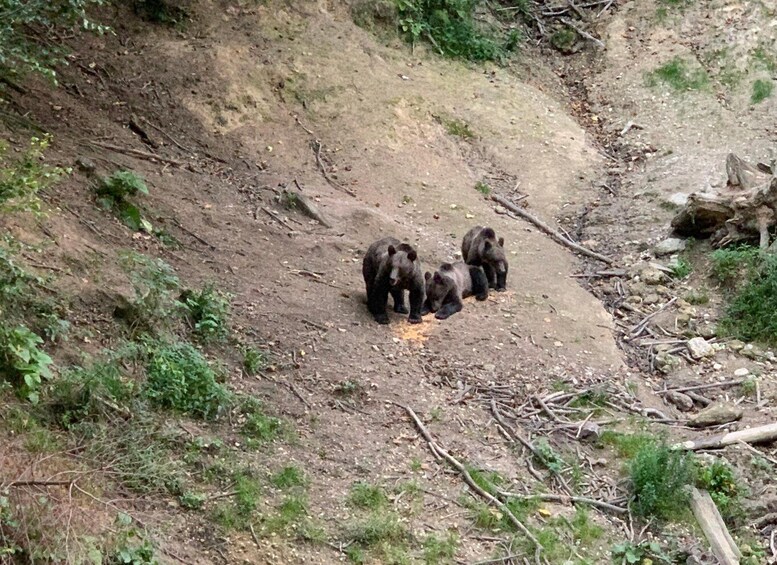 From Brasov: Bear Watching in the Wild