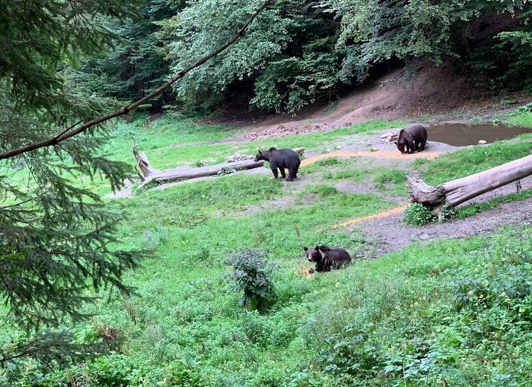 Picture 1 for Activity From Brasov: Bear Watching in the Wild