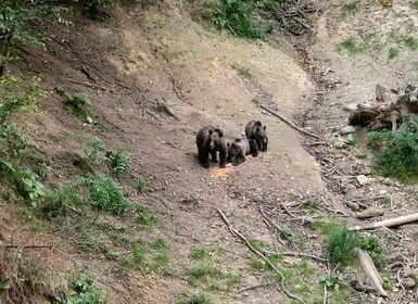 Desde Brasov: observación de osos en la naturaleza