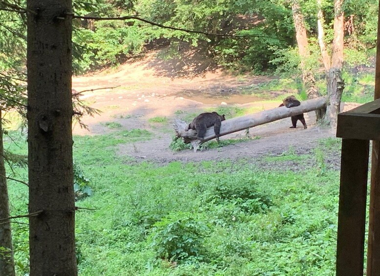 Picture 3 for Activity From Brasov: Bear Watching in the Wild