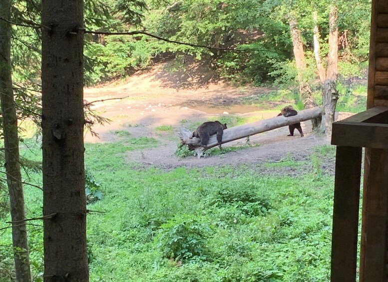 Picture 3 for Activity From Brasov: Bear Watching in the Wild