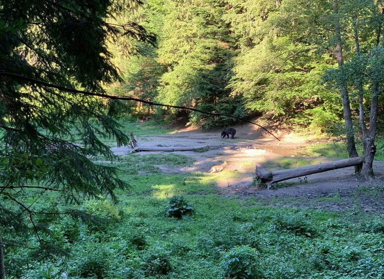 Picture 2 for Activity From Brasov: Bear Watching in the Wild