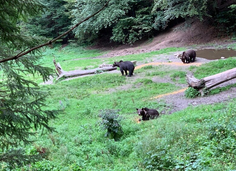 Picture 1 for Activity From Brasov: Bear Watching in the Wild