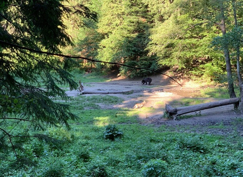 Picture 2 for Activity From Brasov: Bear Watching in the Wild