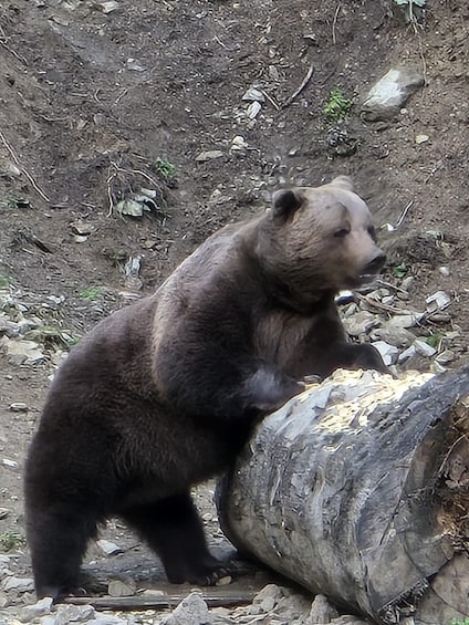 Picture 7 for Activity From Brasov: Bear Watching in the Wild