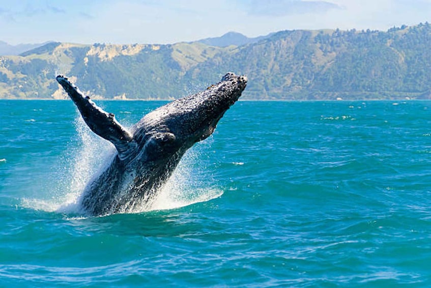 Picture 3 for Activity Big Island: Kona Whale Watching Tour