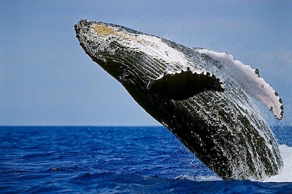 Isla Grande: tour de avistamiento de ballenas en Kona