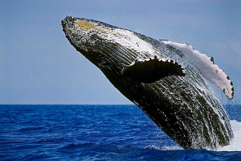 Big Island: Kona Whale Watching Tour