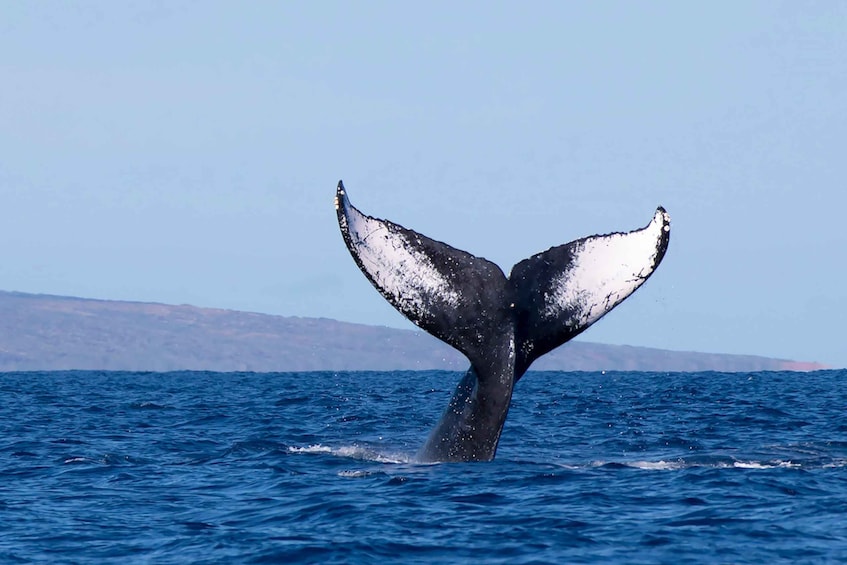 Picture 1 for Activity Big Island: Kona Whale Watching Tour