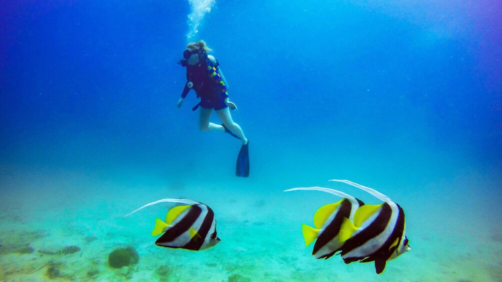 Foto 5 von 5 laden Scuba diver swimming in Koh Tao