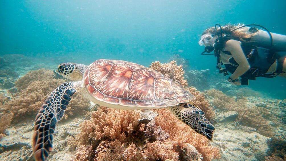 Show item 1 of 5. Bali snorkeling tour