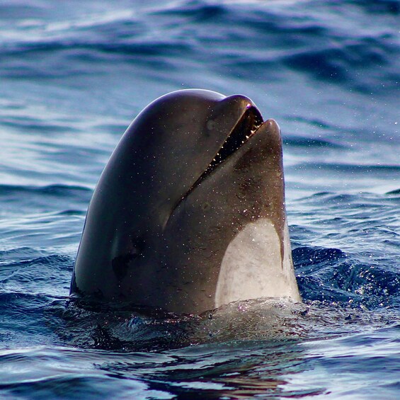 Picture 3 for Activity Sagres: Wildlife Tour Dolphins and Caves