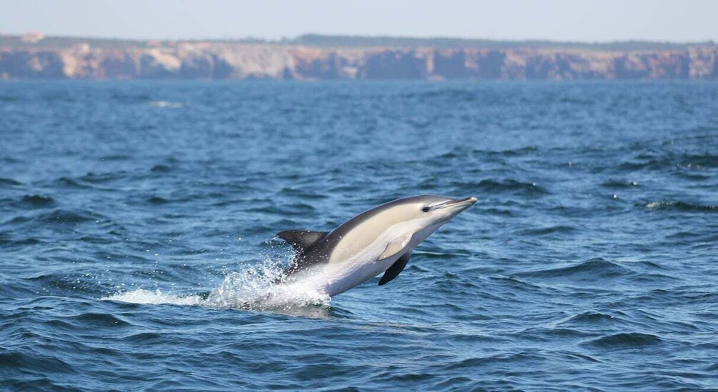 Picture 6 for Activity Sagres: Wildlife Tour Dolphins and Caves