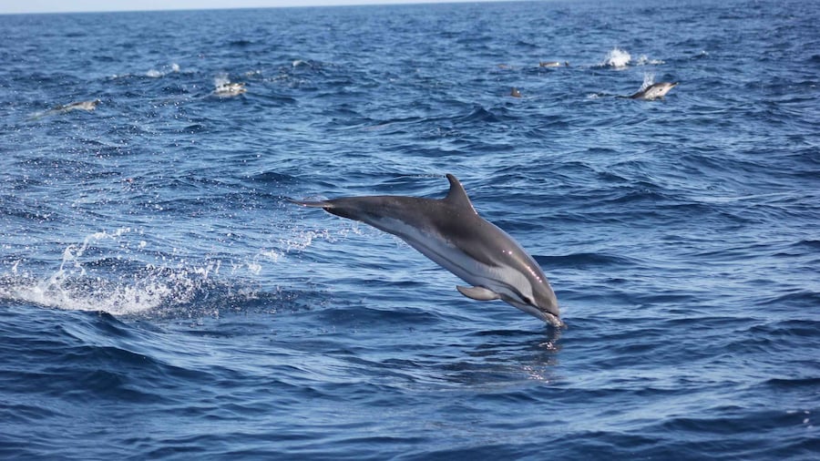 Sagres: Wildlife Tour Dolphins and Caves