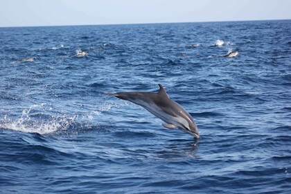 Sagres: recorrido por la vida silvestre, delfines y cuevas