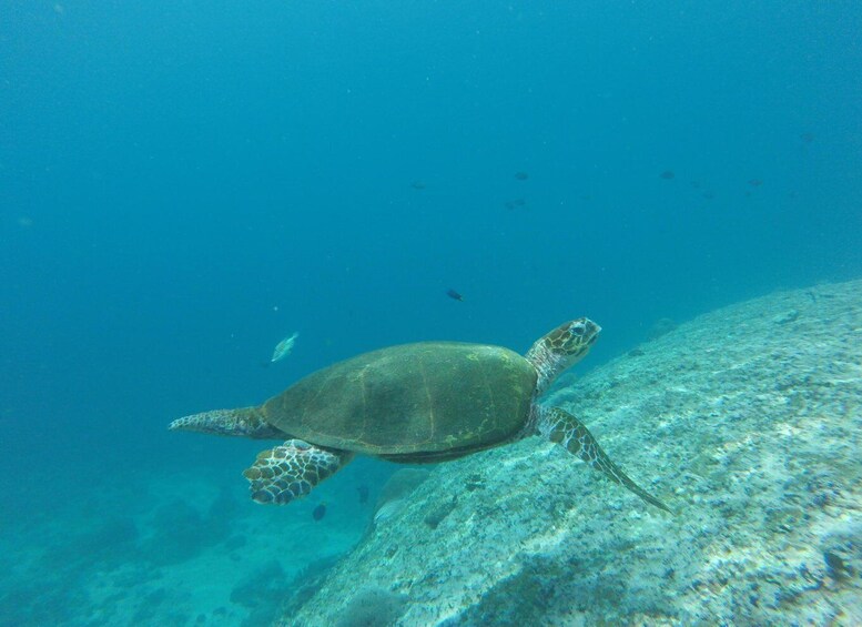 Picture 2 for Activity Muscat: Snorkeling Cruise to Daymaniat Islands Reserve