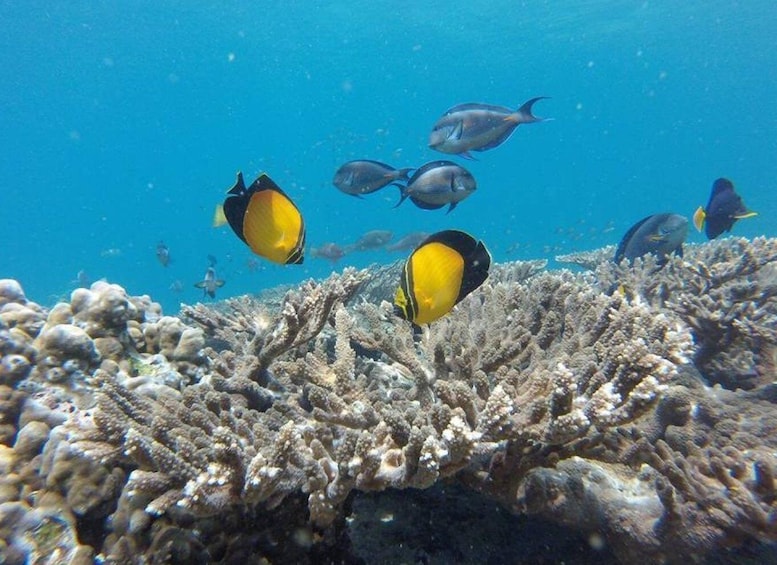 Picture 1 for Activity Muscat: Snorkeling Cruise to Daymaniat Islands Reserve