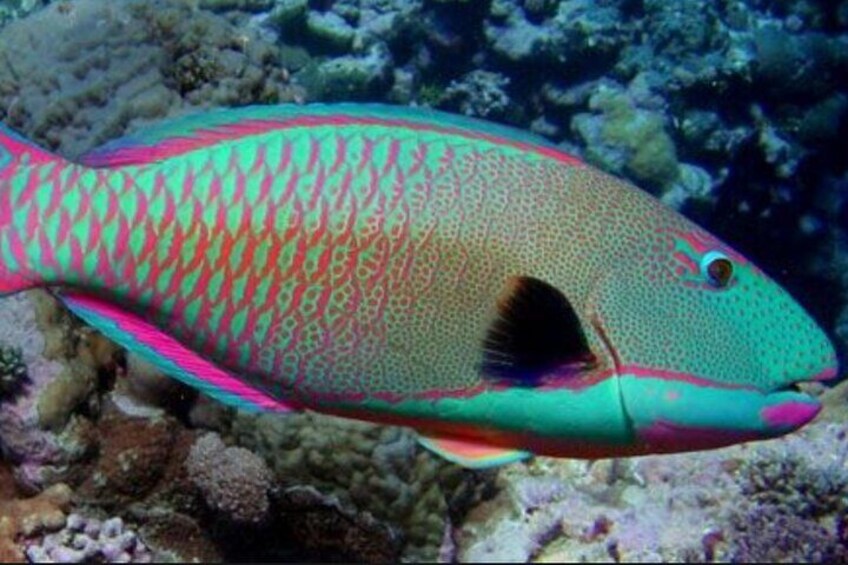 ParrotFish - Cleans our Coral Reefs