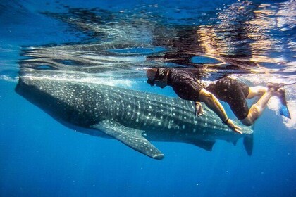 Whale Shark Maldives - Snorkeling with Whale sharks in Dhangethi