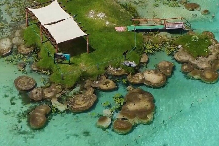 See the stromatolites from the boat