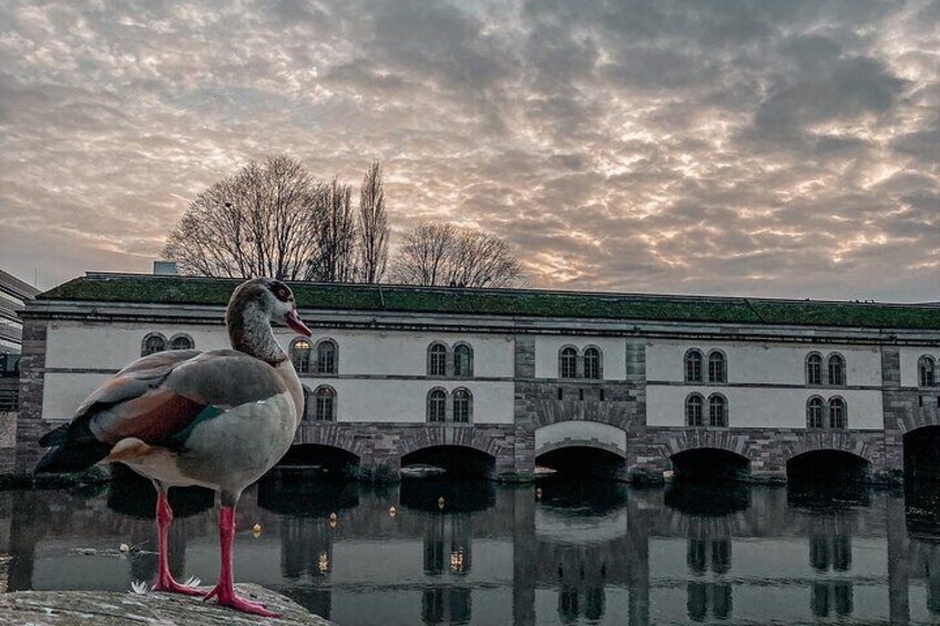 Strasbourg Private Food Tour: experience the city like a local!